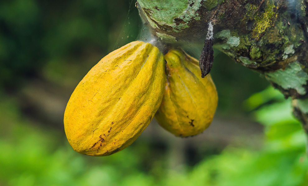 6 Surprising Health Benefits Of Dark Chocolate, You Need To Know.